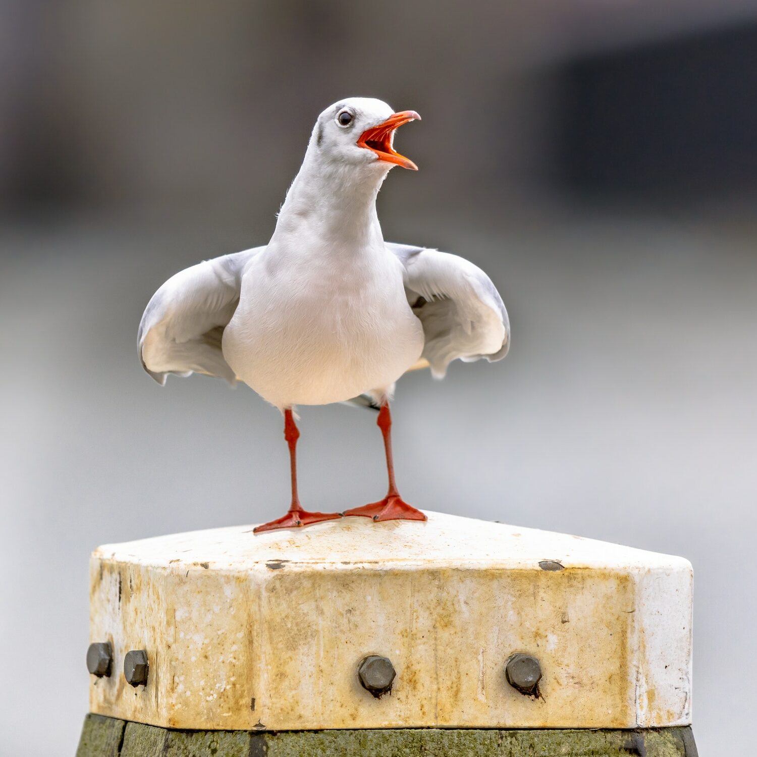 Black-headed gull bird display on bollard